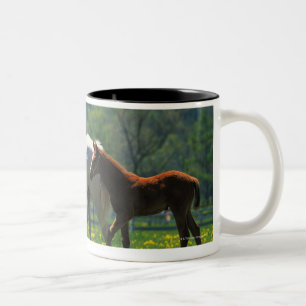 Taza Bicolor Caballo y su potro que se colocan en un campo