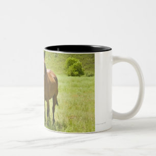 Taza Bicolor Caballos en el valle de San Rafael, Arizona