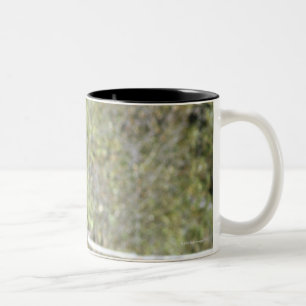 Taza Bicolor Caballos en pasto