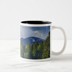Taza Bicolor Caballos pastan en pastizal cerca de Whitefish,