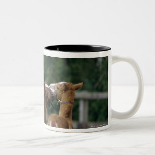 Taza Bicolor Caballos - pura sangre, potros,