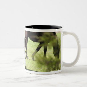 Taza Bicolor caballos que pastan en una granja del caballo