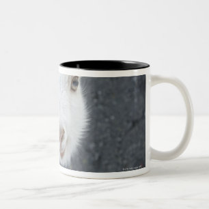 Taza Bicolor Cabra joven