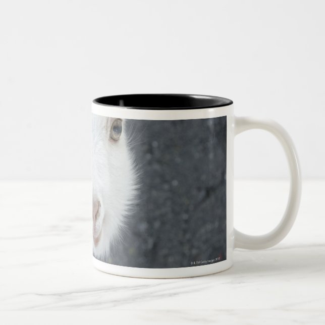 Taza Bicolor Cabra joven (Derecha)