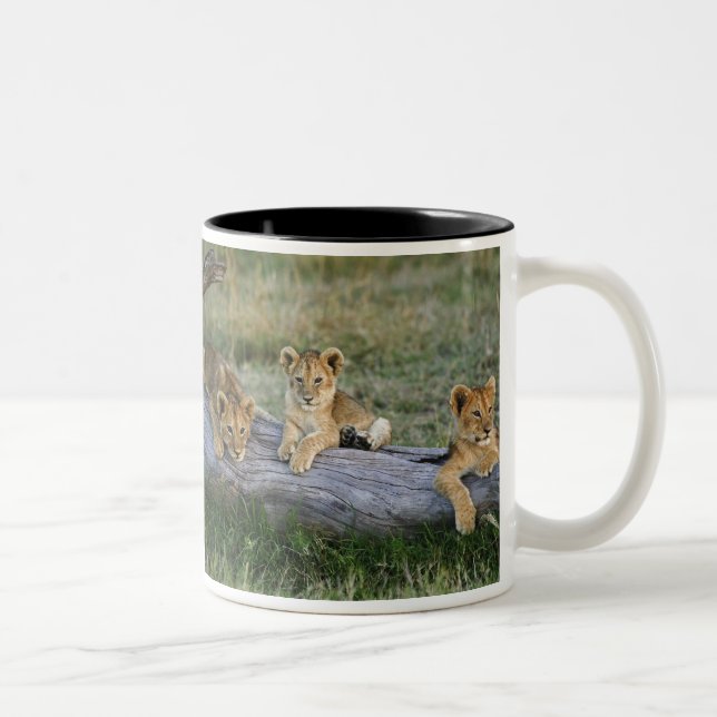 Taza Bicolor Cachorros de León en Tronco (Derecha)