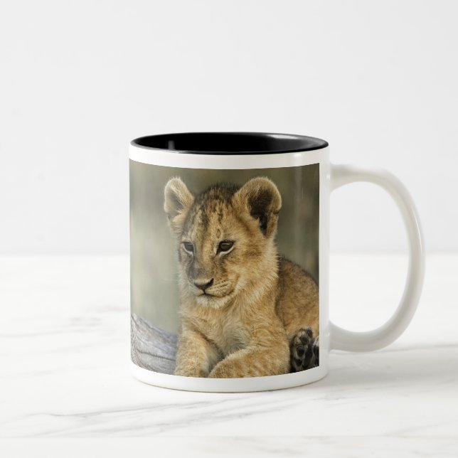 Taza Bicolor Cachorros de León en Tronco (Derecha)