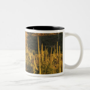 Taza Bicolor Cactus saguaro en el Parque Nacional Saguaro cerca