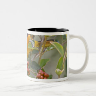 Taza Bicolor Calandria de Baltimore