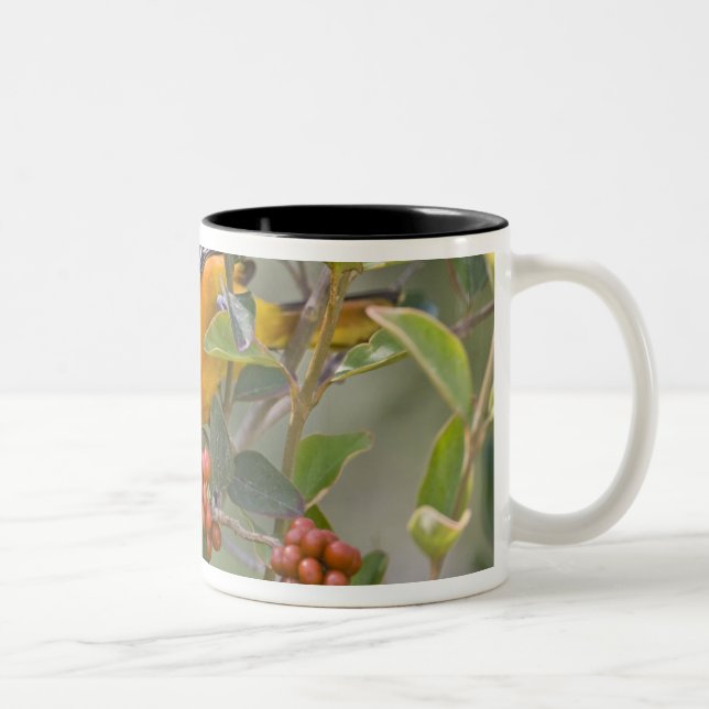 Taza Bicolor Calandria de Baltimore (Derecha)