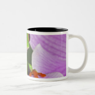 Taza Bicolor Callidryas de Agalychnis