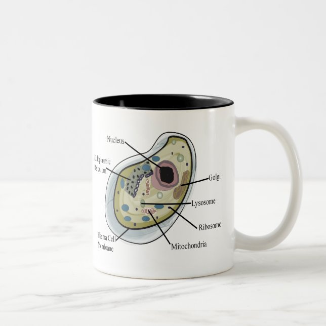 Taza Bicolor Camisetas humanas de la biología celular (Derecha)