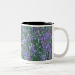 Taza Bicolor Campo de la lavanda