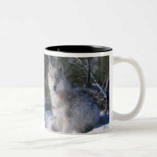 Taza Bicolor Canis_lupus_wolf, Canis_lupus_wolf