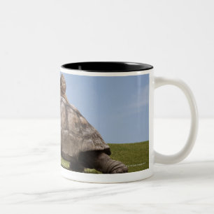 Taza Bicolor Caracol sobre una tortuga