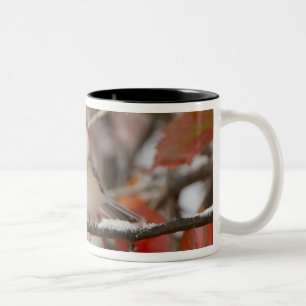 Taza Bicolor Carbonero Común adulto en la nieve