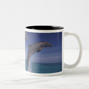 Taza Bicolor Caribe, delfines mulares Tursiops