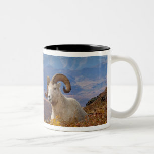 Taza Bicolor carnero de Dall, Ovis dalli