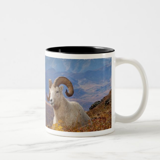 Taza Bicolor carnero de Dall, Ovis dalli (Derecha)