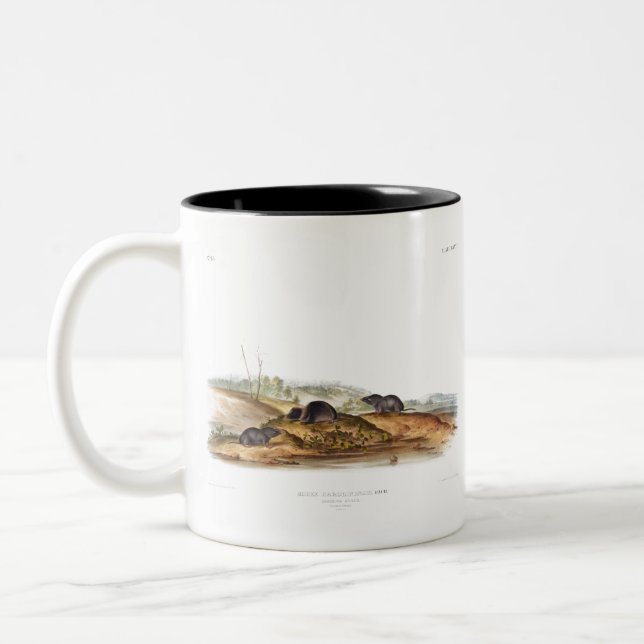 Taza Bicolor Carolina Shrew House Mouse Chica Boy Room (Izquierda)