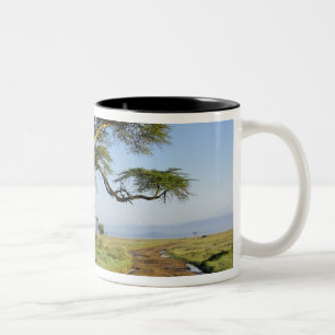Taza Bicolor Carretera de tierra y árbol de acacia, lago Nakur