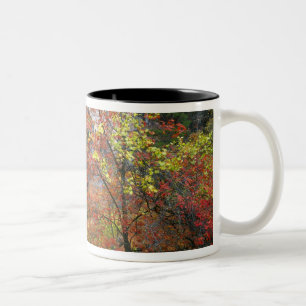 Taza Bicolor Cascada, arce de dientes grandes Acer