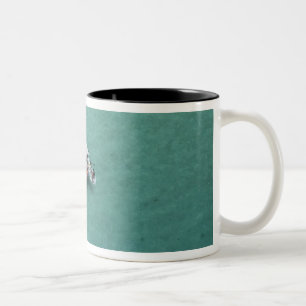 Taza Bicolor Catamarán, Islas Mamanuca, Fiji, Pacífico Sur