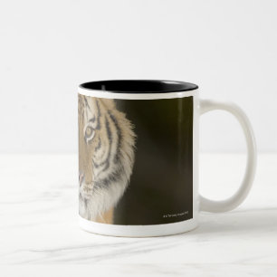 Taza Bicolor Cautivo, Duluth, Minnesota, los E.E.U.U.