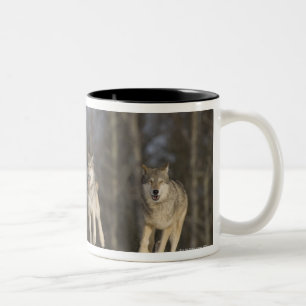Taza Bicolor Cautivo, Duluth, Minnesota, los E.E.U.U. 2