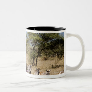 Taza Bicolor Cebra de la migración, Tanzania