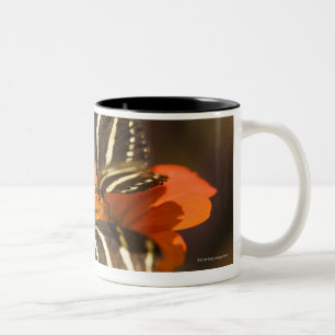 Taza Bicolor Cebra Longwing (charitonia del heliconius) en la