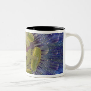 Taza Bicolor Cercanía de la flor de la pasión de peluche. Crédi