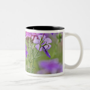 Taza Bicolor Cierre de Drummond Phlox, Phlox drummondi, 2