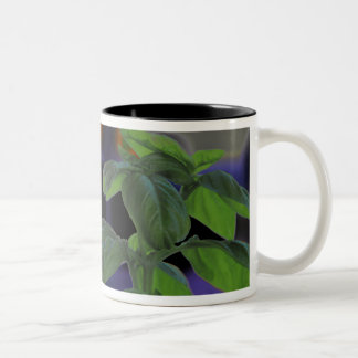 Taza Bicolor Cierre de la base fresca