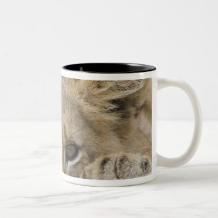 Taza Bicolor Ciérrese para arriba de la cara del cachorro de