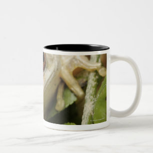 Taza Bicolor Ciérrese para arriba de la rana arbórea del bosq