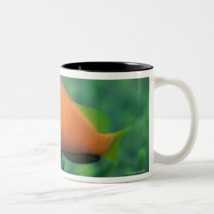 Taza Bicolor Ciérrese para arriba de los pescados de anémona de