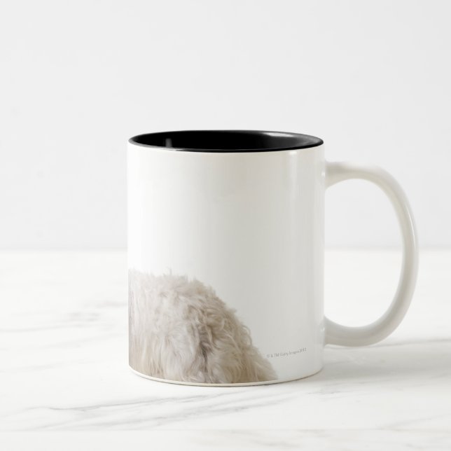 Taza Bicolor Ciérrese para arriba de un terrier (Derecha)