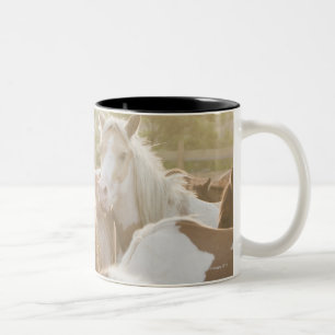 Taza Bicolor Ciérrese para arriba de una manada de caballos
