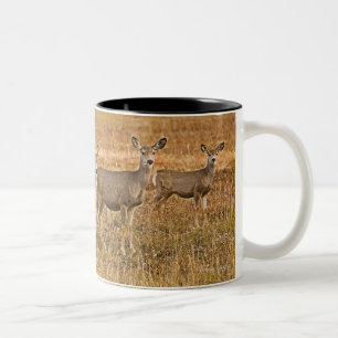 Taza Bicolor Ciervo mula (hemionus) del Odocoileus uno en