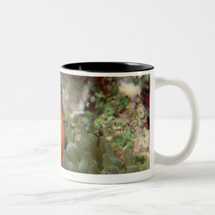 Taza Bicolor Clownfish 2
