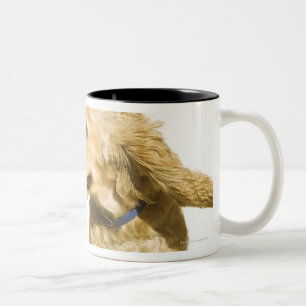 Taza Bicolor Cocker spaniel
