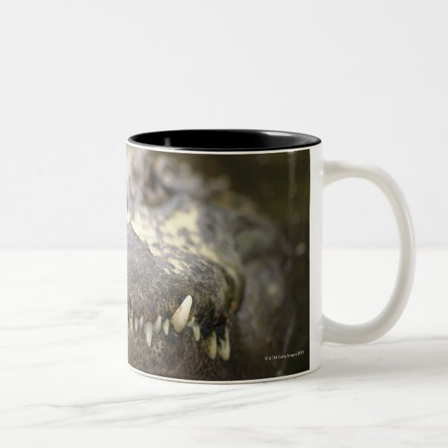 Taza Bicolor Cocodrilo americano (Derecha)