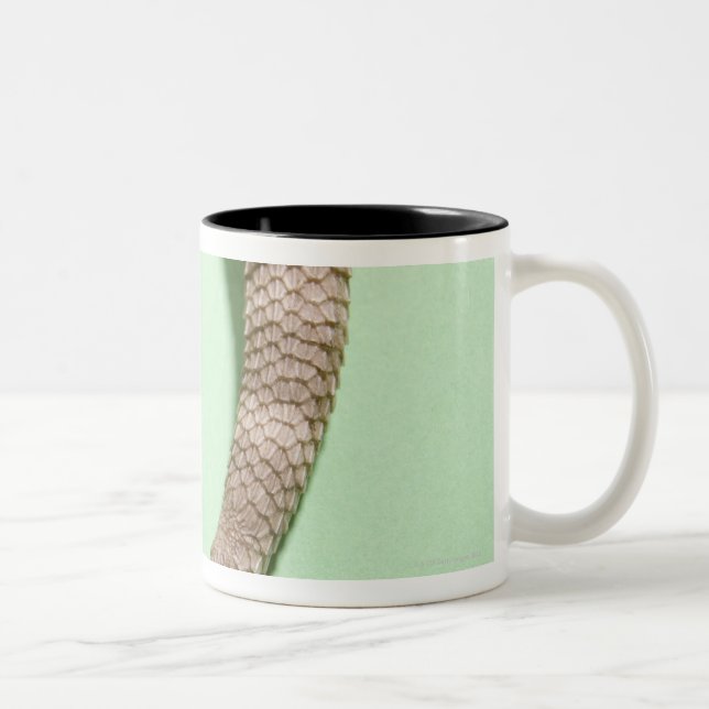 Taza Bicolor Cola del dragón barbudo (Derecha)