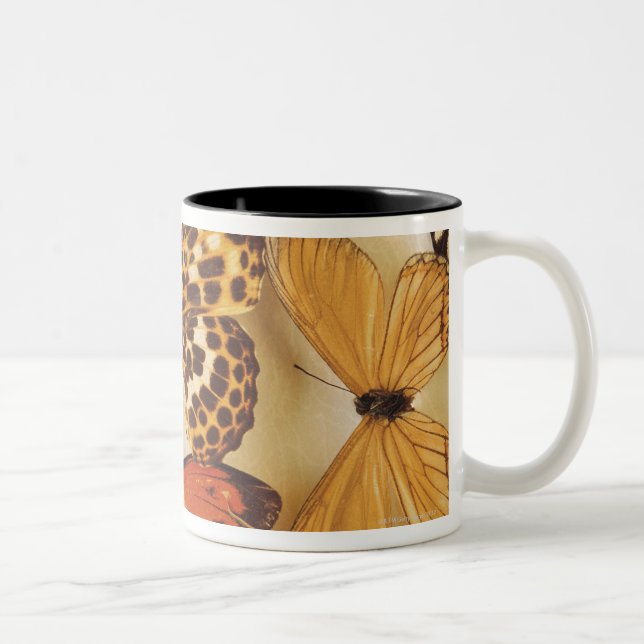 Taza Bicolor Colección de la mariposa (Derecha)