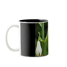 Colibrí