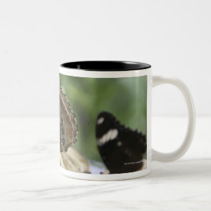 Taza Bicolor Comida para las mariposas