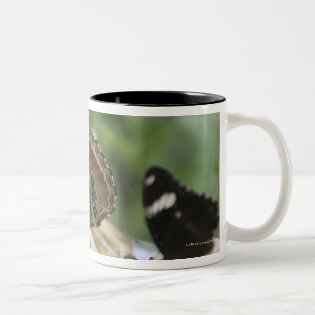 Taza Bicolor Comida para las mariposas (Derecha)