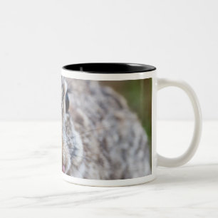 Taza Bicolor Conejo de conejo de rabo blanco de Tejas