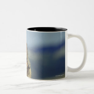 Taza Bicolor Consumición de la ardilla