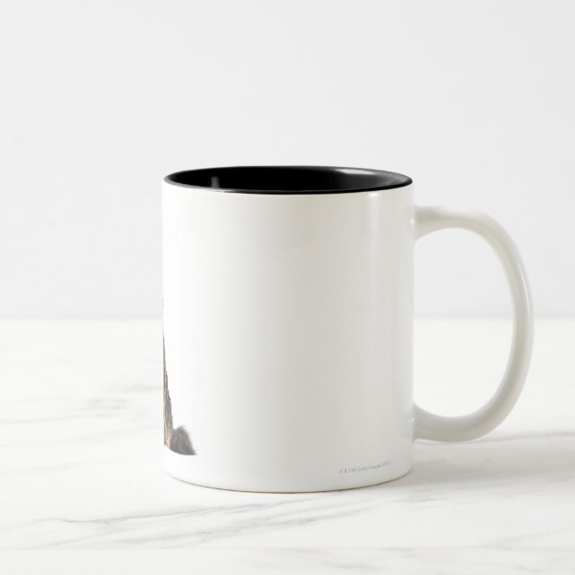 Taza Bicolor Coon de Maine (8 meses) (Derecha)